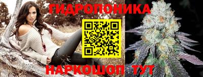 бошки Кингисепп